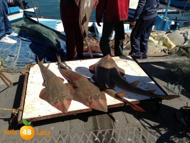 minashark328 (24).JPG